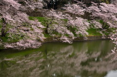 桜水鏡