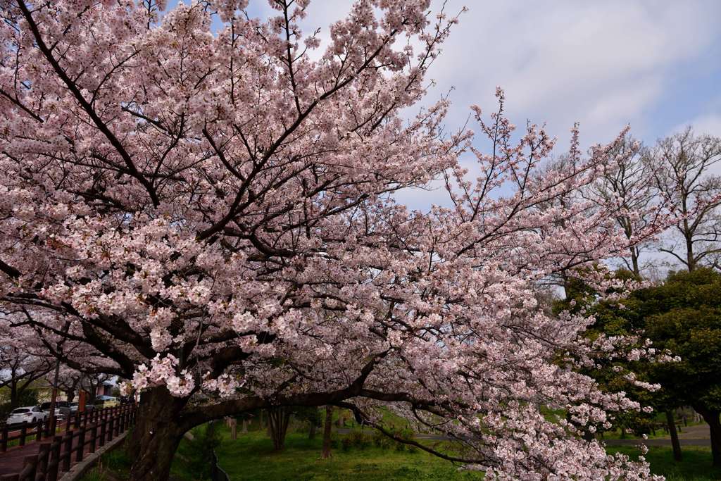 水元公園桜①