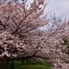 水元公園桜①