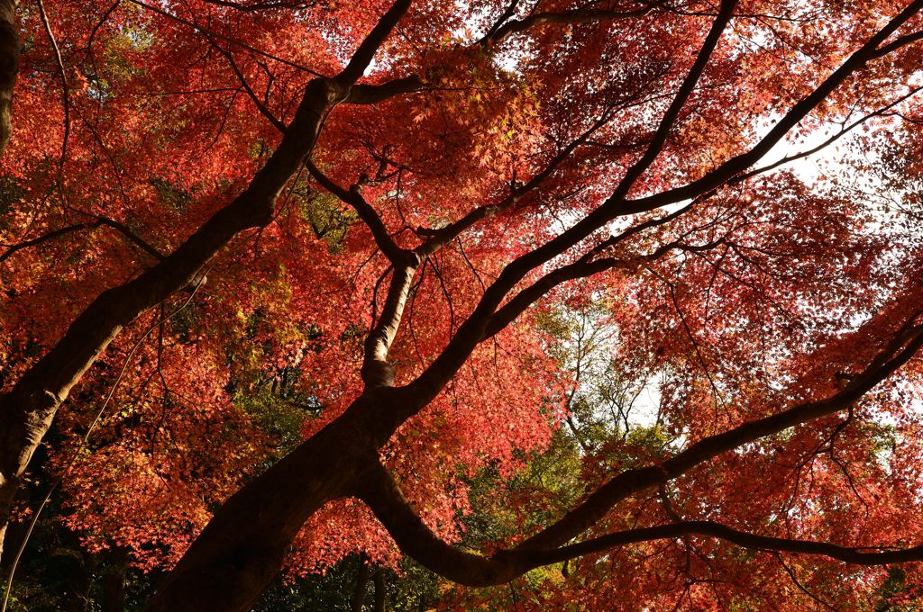 映える紅葉