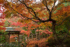 白鳥庭園④