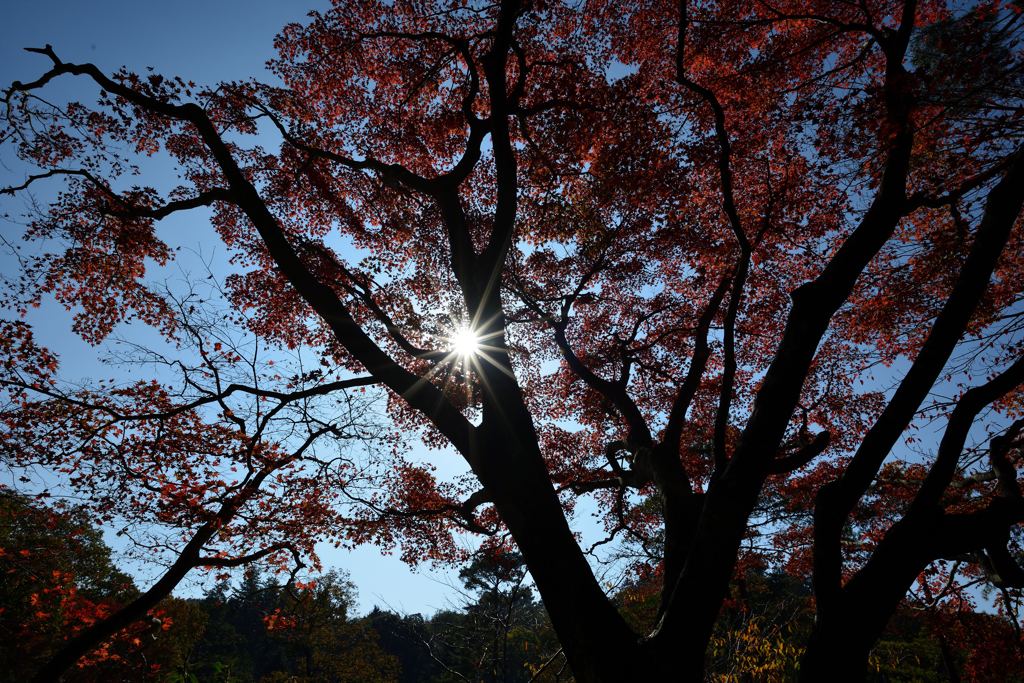 光芒と紅葉