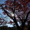 光芒と紅葉
