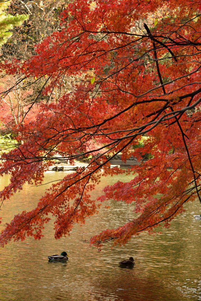紅葉と水鳥