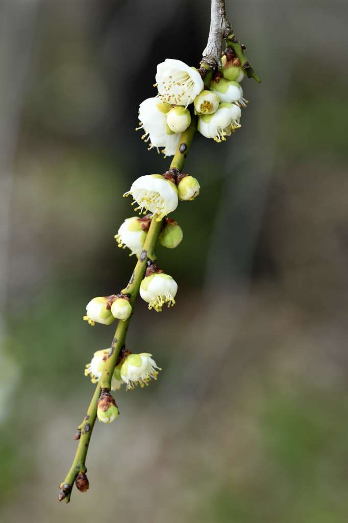 枝垂梅～これから咲くぞ～