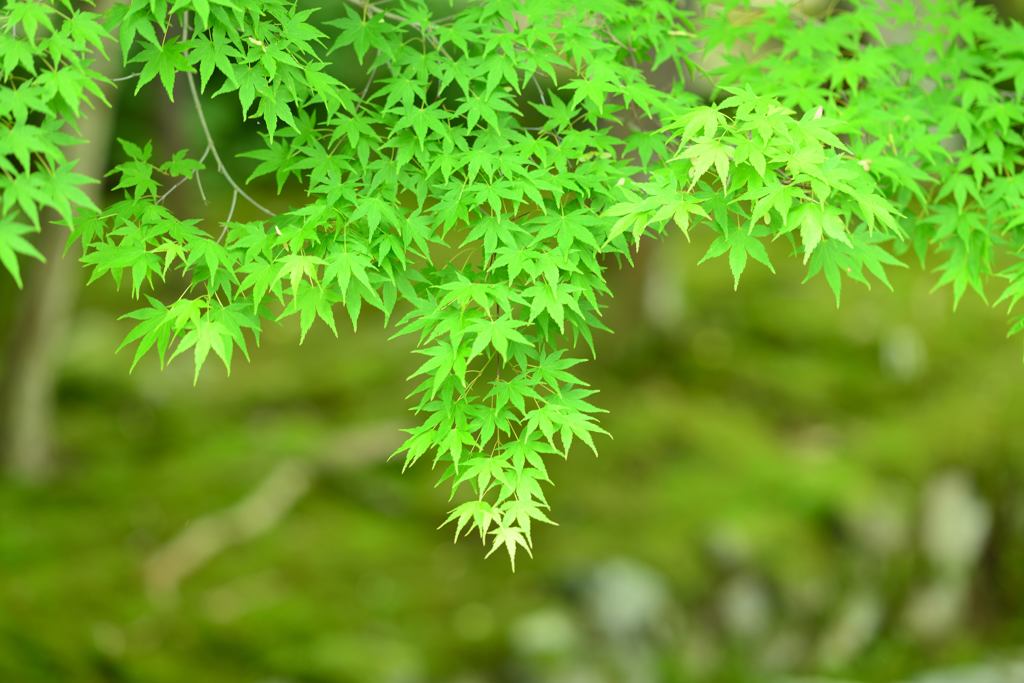 青もみじ④