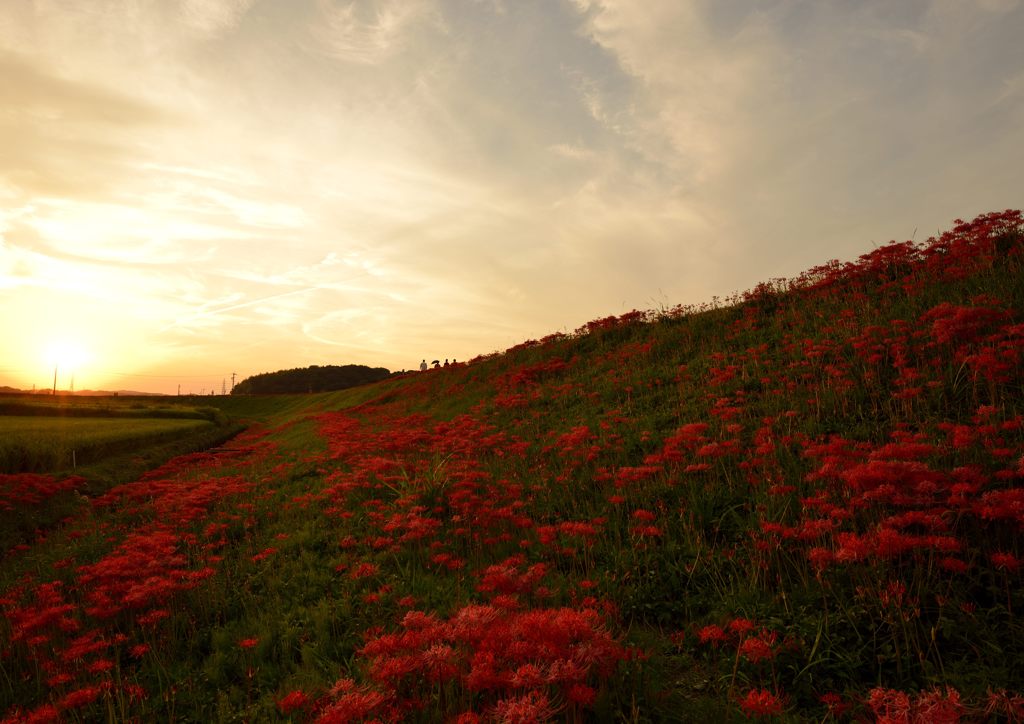 夕暮れの土手