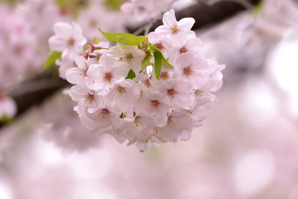 桜
