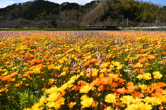 花畑