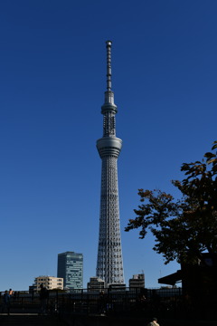 スカイツリーat隅田公園