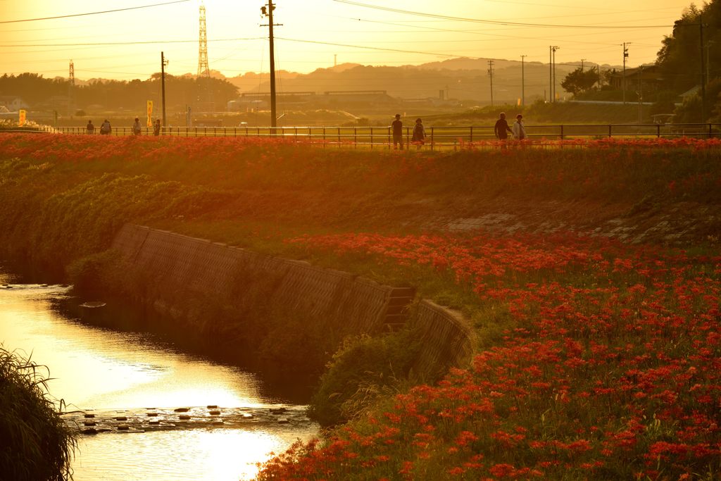 夕暮れと彼岸花