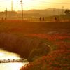夕暮れと彼岸花
