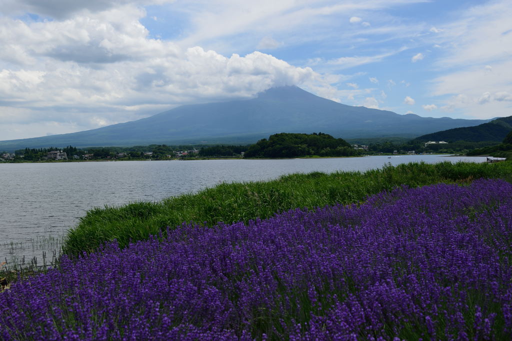 ラベンダーと夏富士