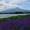 ラベンダーと夏富士