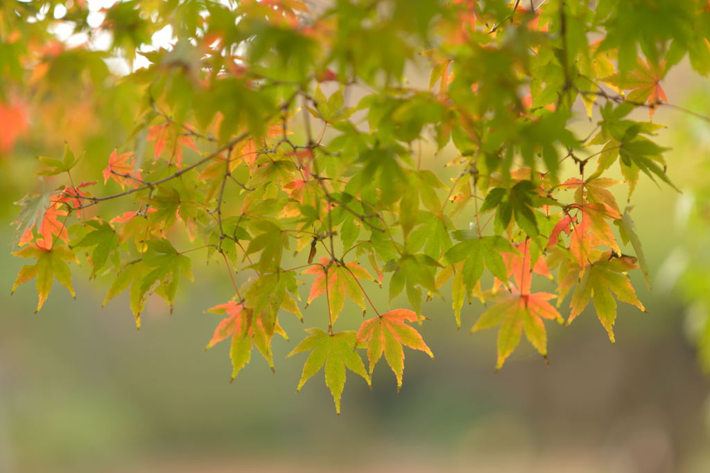 斑紅葉