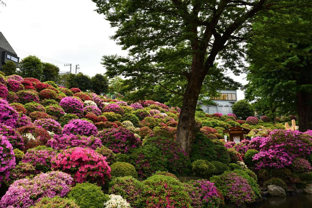 根津神社つつじ②