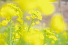 Yellow　Filter