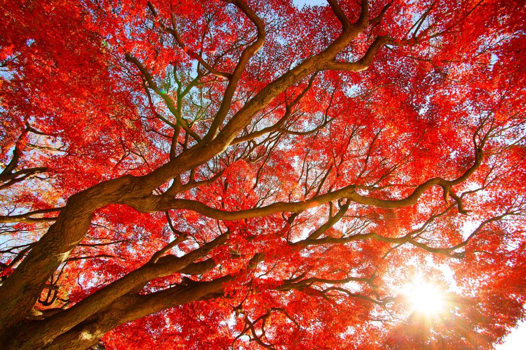 護国寺の紅葉