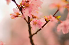 さ～く～ら～♪♪♪（１）