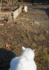 三毛猫に憧れる白ネコ