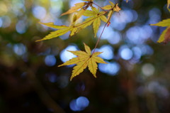 色んなモミジ（２）