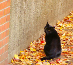 今日のお友達ネコ