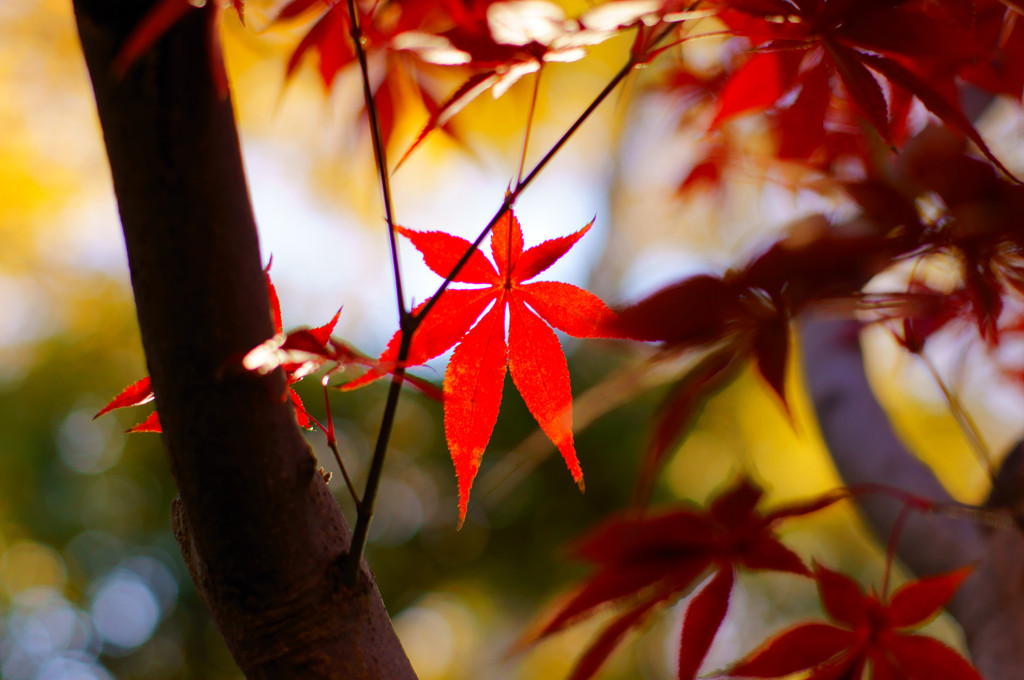 色んなモミジ（４）