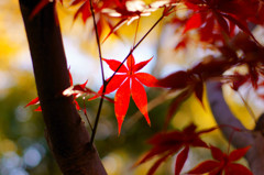 色んなモミジ（４）