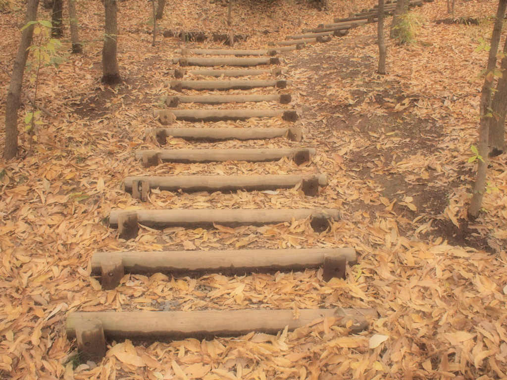 落ち葉と階段