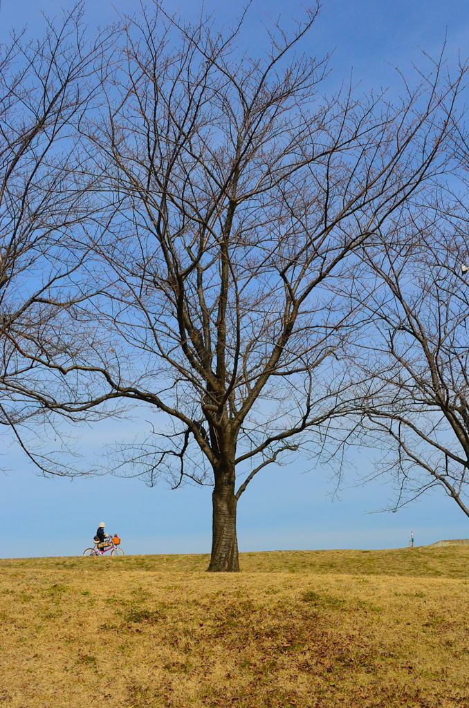 サイクリング日和