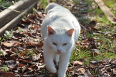 今日のお友達ネコ