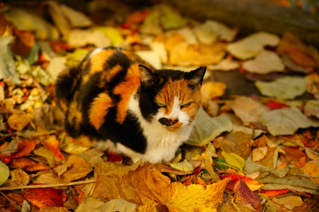 彩ねこ