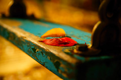 落ち葉 on the ぶらんこ