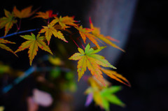 色んなモミジ（１）