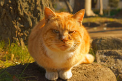 いつものように怪訝な感じ。。。