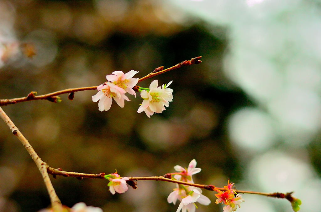 飛鳥山散策（２）