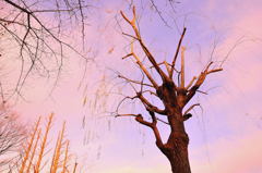 帰路スナップ（１）