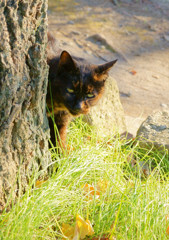 今日の古葉監督？
