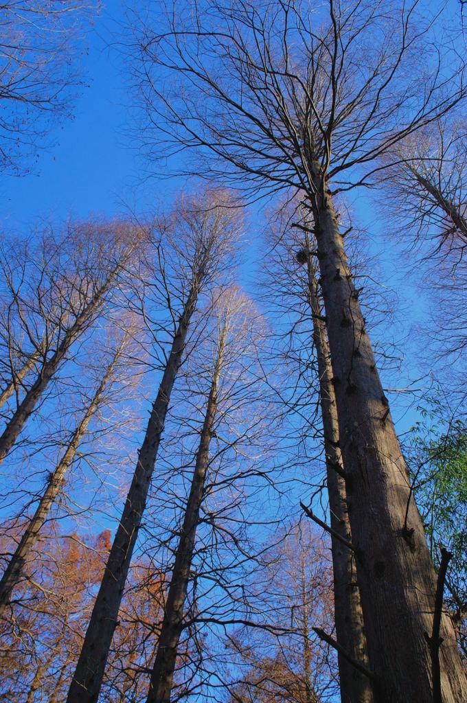 天までとどけ！