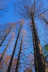 天までとどけ！