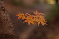 色んなモミジ（３）