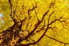 銀杏を見上げる