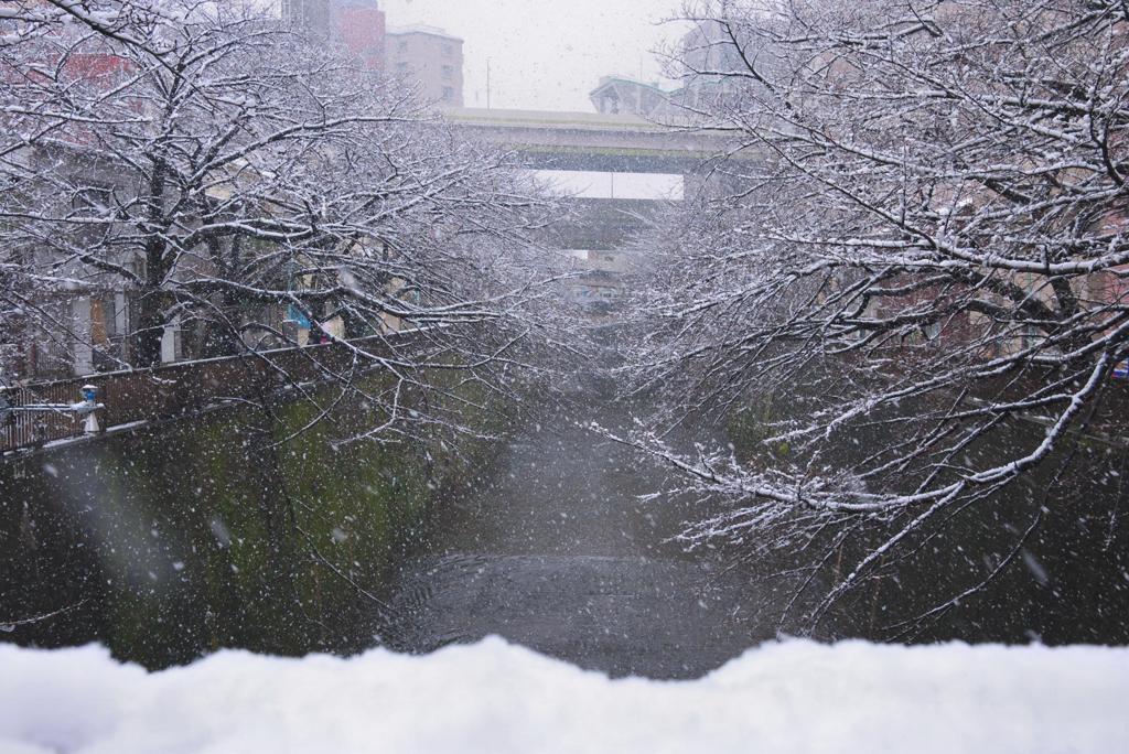 東京にも雪が降りました（１）