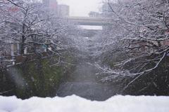 東京にも雪が降りました（１）
