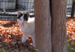 今日のお友達ネコ