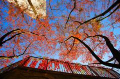 空が青かったから。。。