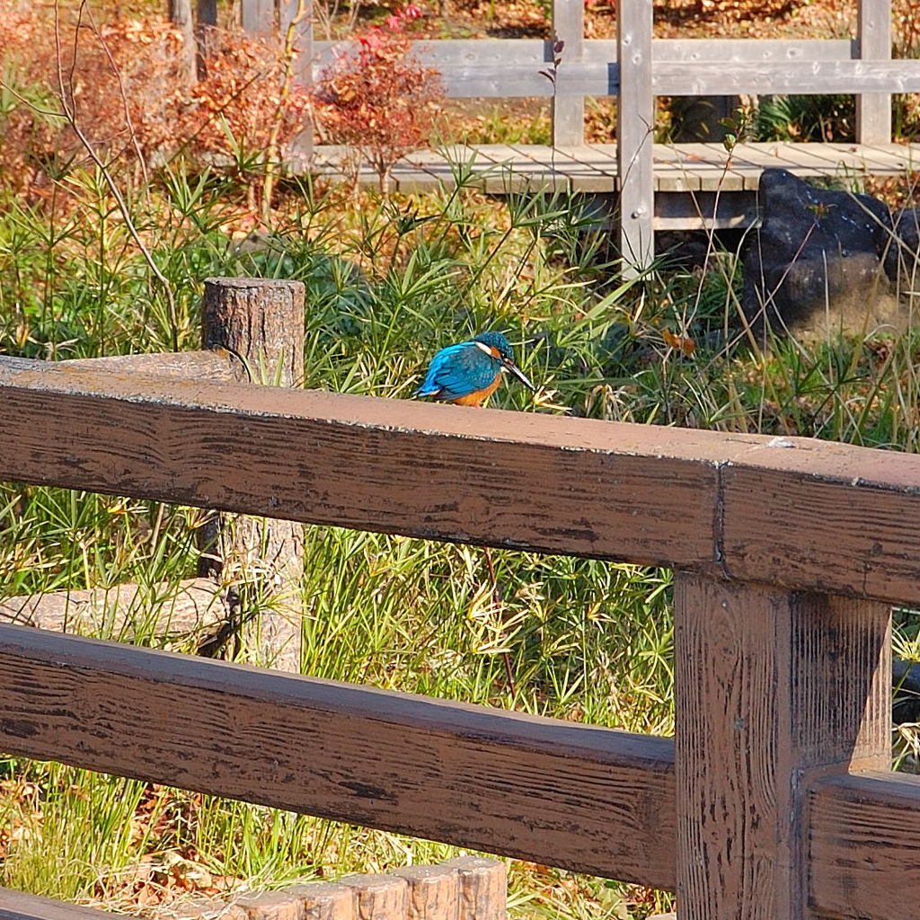 こんな時に限って、カワセミに出会う！