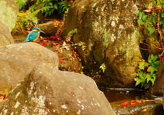 初カワセミ(^.^)