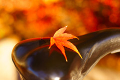 お疲れさまモミジ（３）