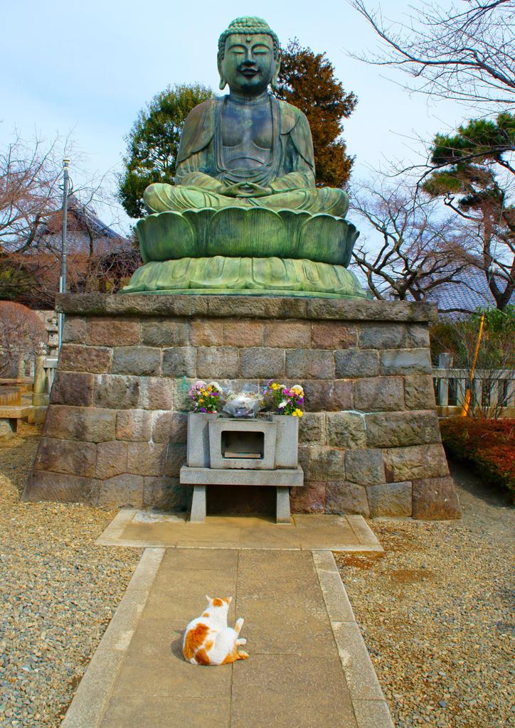 仏心をもつネコ？